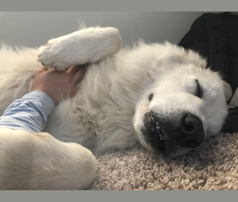 Looney “Chik’in Mini Bandit” Bear, a Great Pyrenees tested with EmbarkVet.com