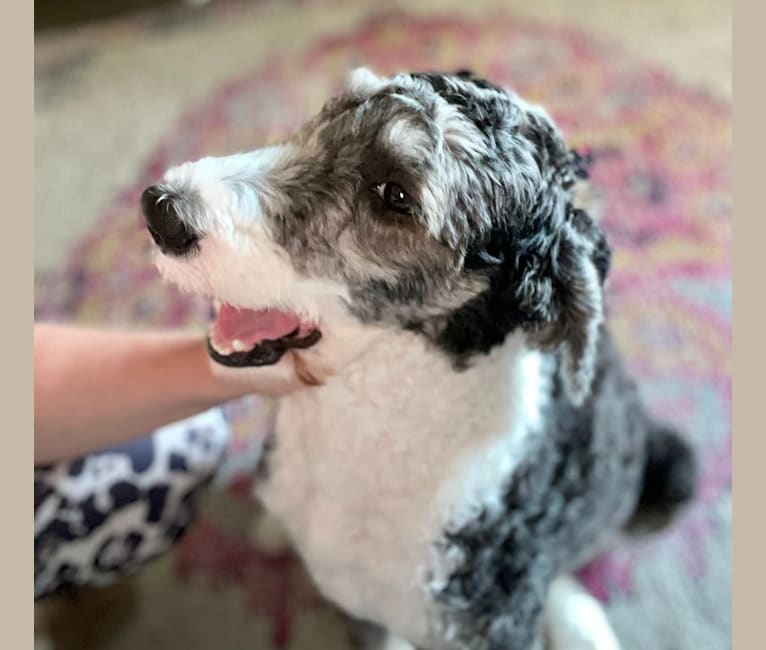 Photo of Remmy, a Sheepadoodle  in SD, USA