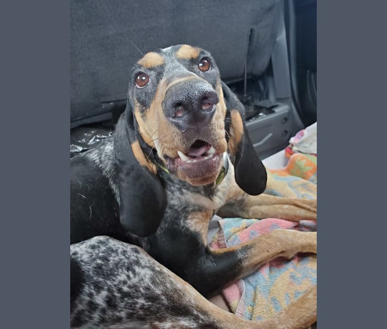 Sweet T, a Bluetick Coonhound tested with EmbarkVet.com