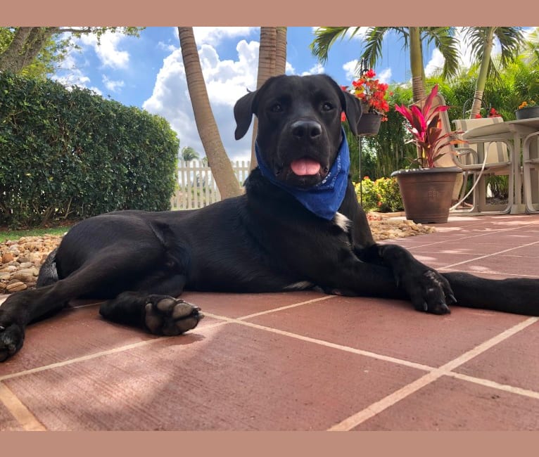 Photo of SHAYDEN, a Boxer, Rottweiler, Labrador Retriever, and Mixed mix in Puerto Rico