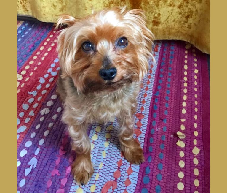 Ross, a Yorkshire Terrier tested with EmbarkVet.com