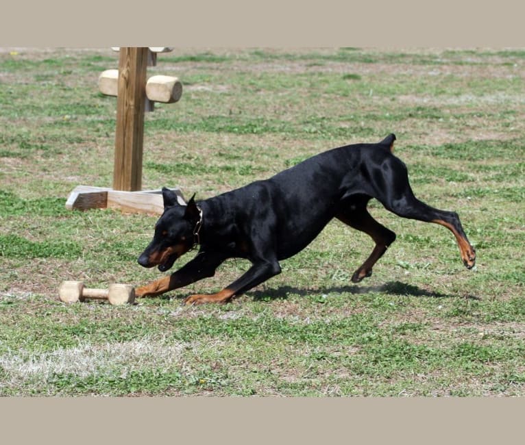 Deacon, a Doberman Pinscher tested with EmbarkVet.com
