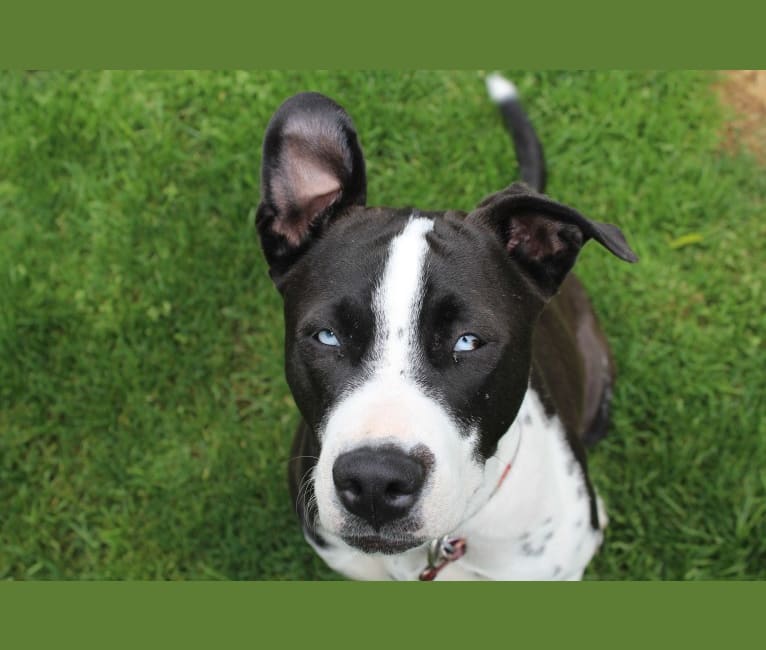 Nova, a Boxer and American Pit Bull Terrier mix tested with EmbarkVet.com