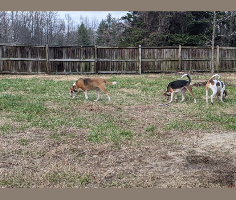 Photo of Charlotte, an American Foxhound  in Chase City, Virginia, USA