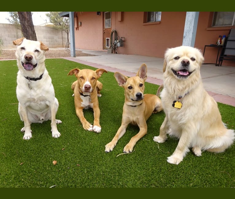 Photo of Doc, a Chihuahua, American Pit Bull Terrier, Chow Chow, and Mixed mix in Tempe, Arizona, USA
