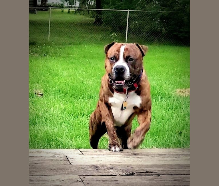 Photo of Loki, an American Pit Bull Terrier (4.7% unresolved) in Michigan, USA