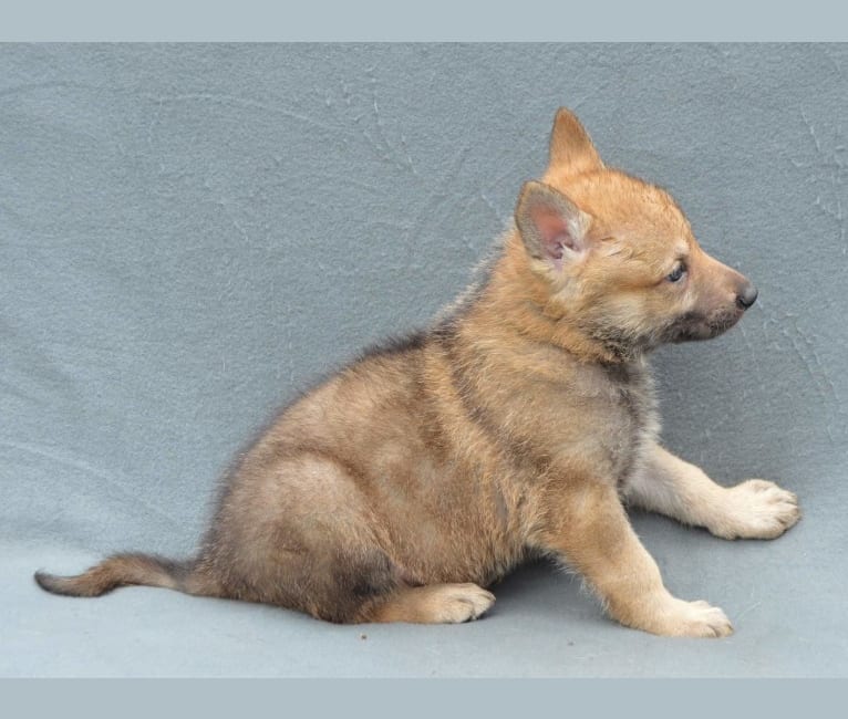 Hugo, a Czechoslovakian Vlcak tested with EmbarkVet.com