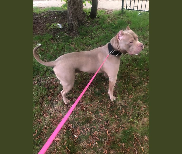 Photo of Giannis, an American Bully  in Vancleave, MS, USA