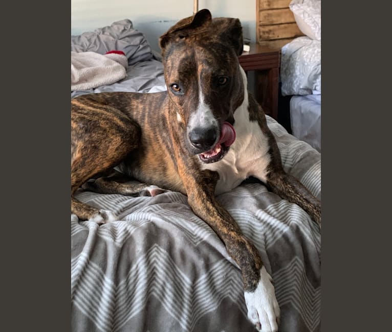 Boxer and american staffordshire terrier mix 2025