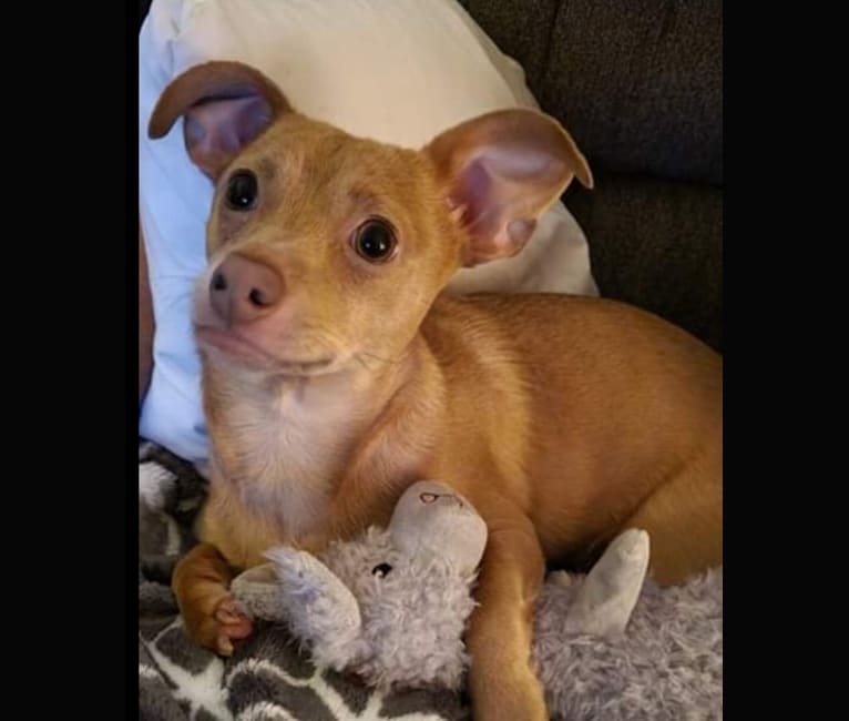 Photo of Noodle, a Chihuahua, Miniature Pinscher, Poodle (Small), and Mixed mix in Eugene, Oregon, USA