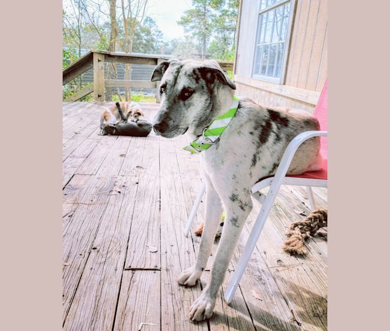 Luther, a Great Dane and Alaskan Malamute mix tested with EmbarkVet.com