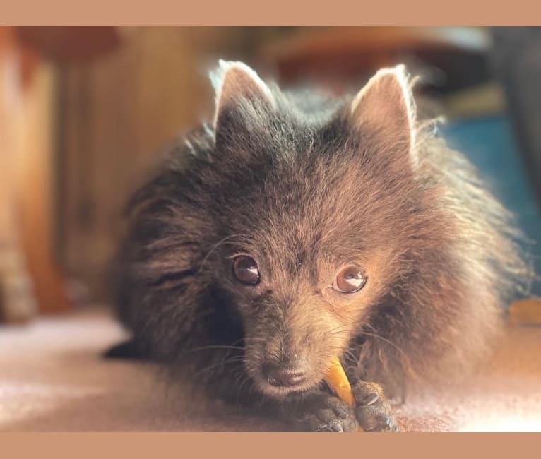 Bat Boy, a Pomeranian tested with EmbarkVet.com