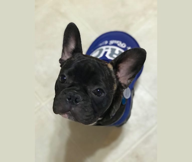 Louis, a French Bulldog tested with EmbarkVet.com