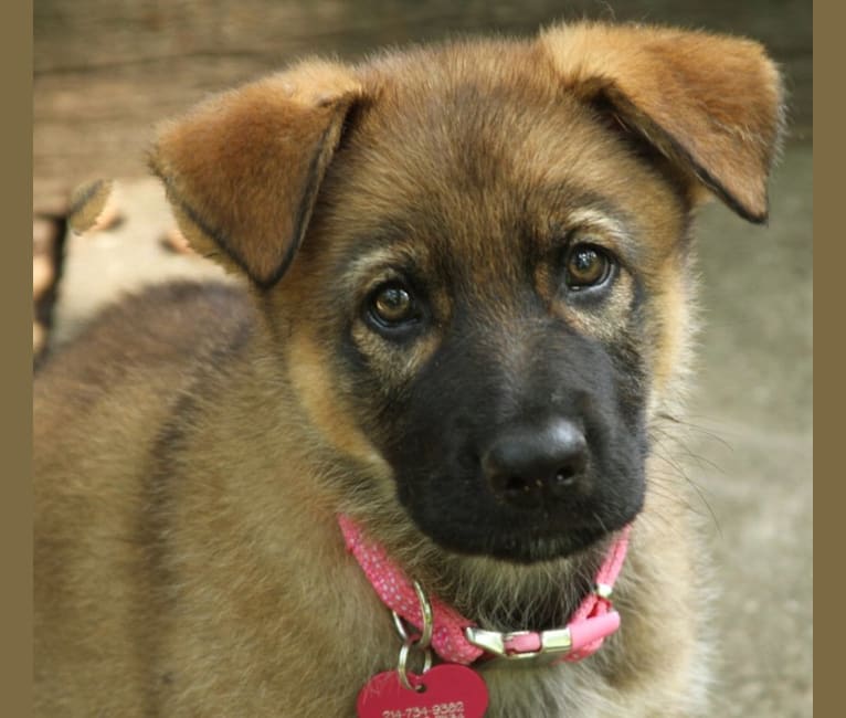 Summer, a German Shepherd Dog tested with EmbarkVet.com