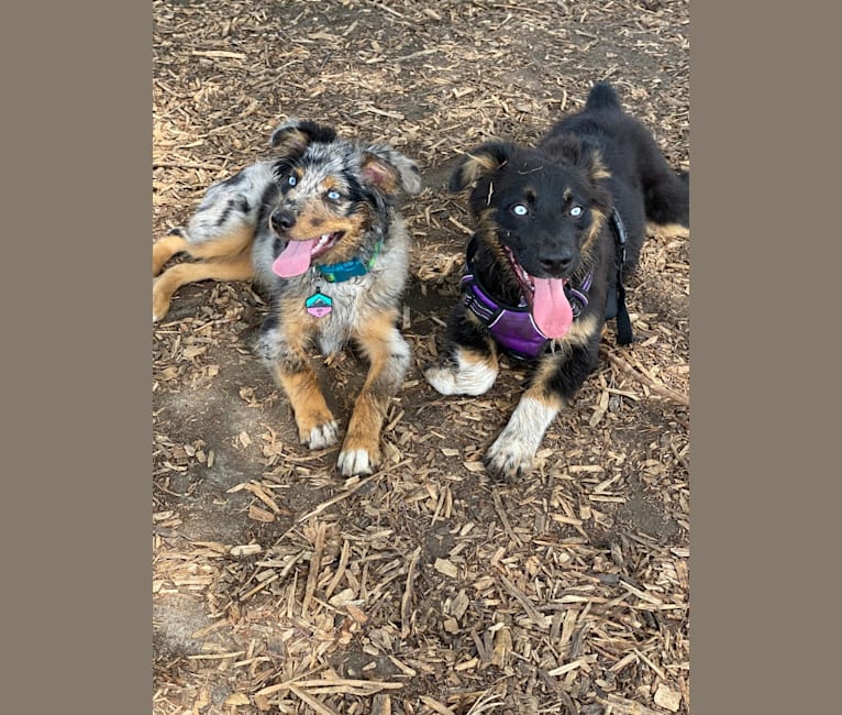 Nova, an Australian Shepherd Group tested with EmbarkVet.com