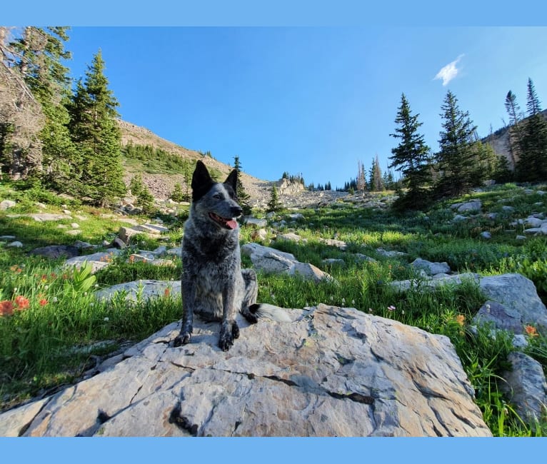 Trace, an Australian Cattle Dog and Koolie mix tested with EmbarkVet.com