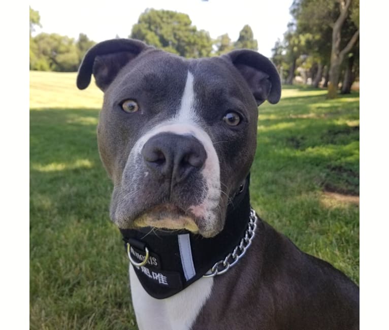 MaSiWei, an American Bully tested with EmbarkVet.com