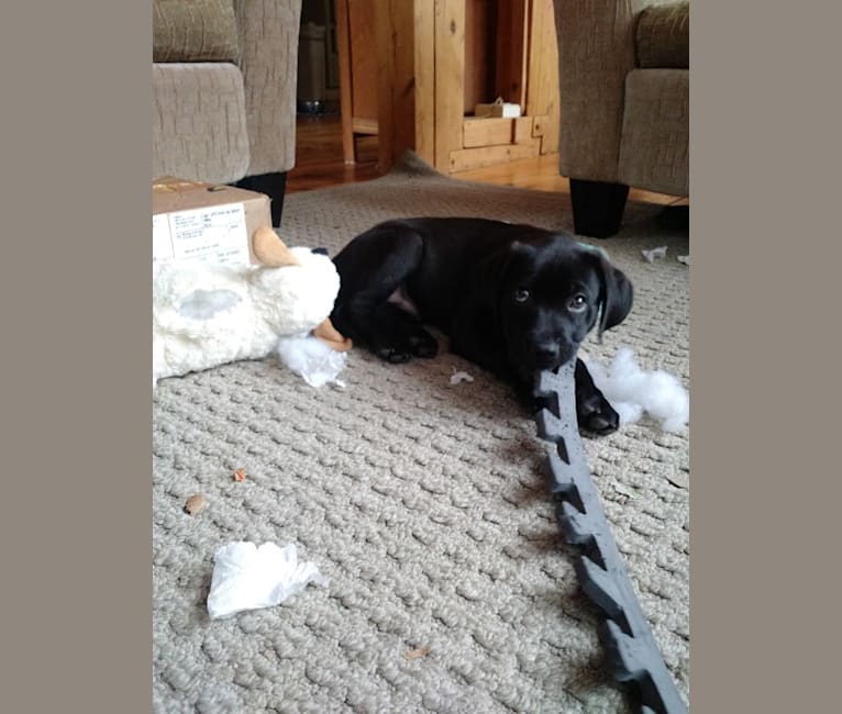 Bode, a Labrador Retriever and Coonhound mix tested with EmbarkVet.com
