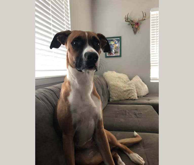 Ripley, a Boxer and German Shepherd Dog mix tested with EmbarkVet.com