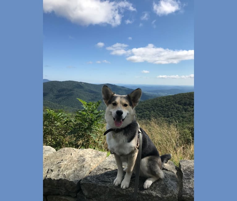 Photo of Jude, a Siberian Husky mix in Charlotte, North Carolina, USA