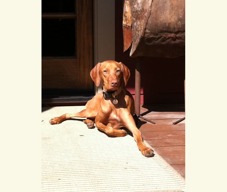 Ruby, a Vizsla and Pointer mix tested with EmbarkVet.com