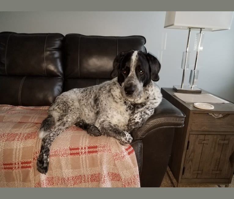 Bluetick coonhound german shorthaired pointer mix 2025