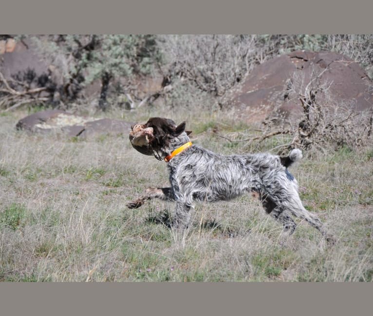 Photo of Bo of Wolf Fork Canyon, a Cesky Fousek and Wirehaired Pointing Griffon mix in Dayton, WA, USA
