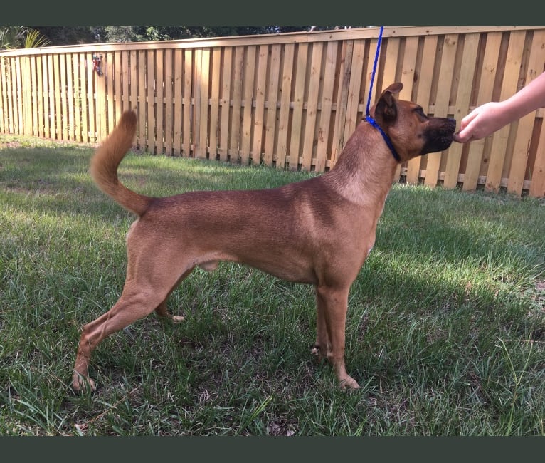 embark dog dna test breed