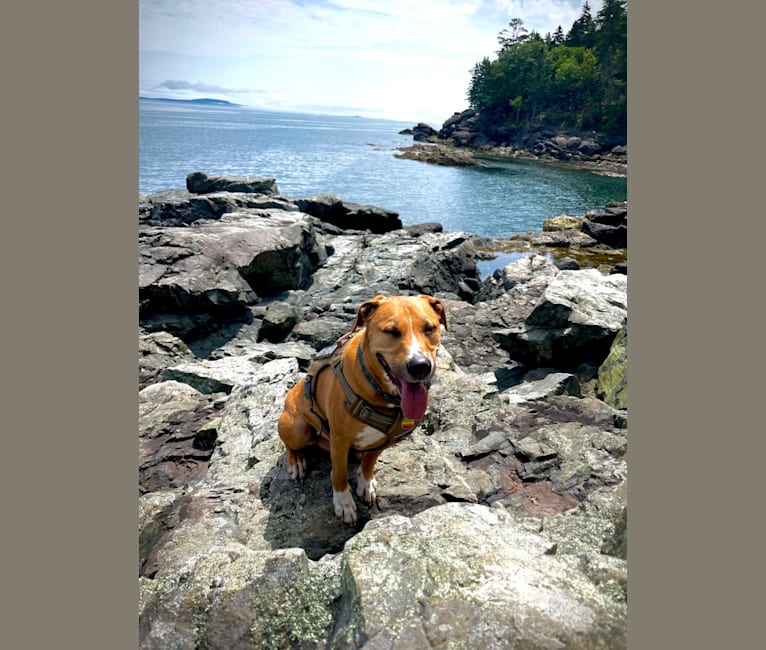 Simon, an American Pit Bull Terrier and Catahoula Leopard Dog mix tested with EmbarkVet.com