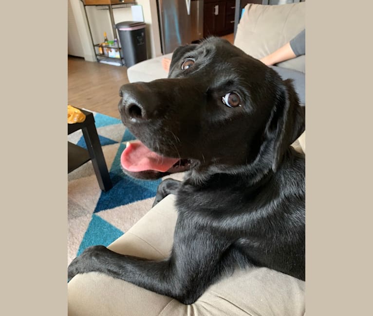 Labrador jindo mix sale