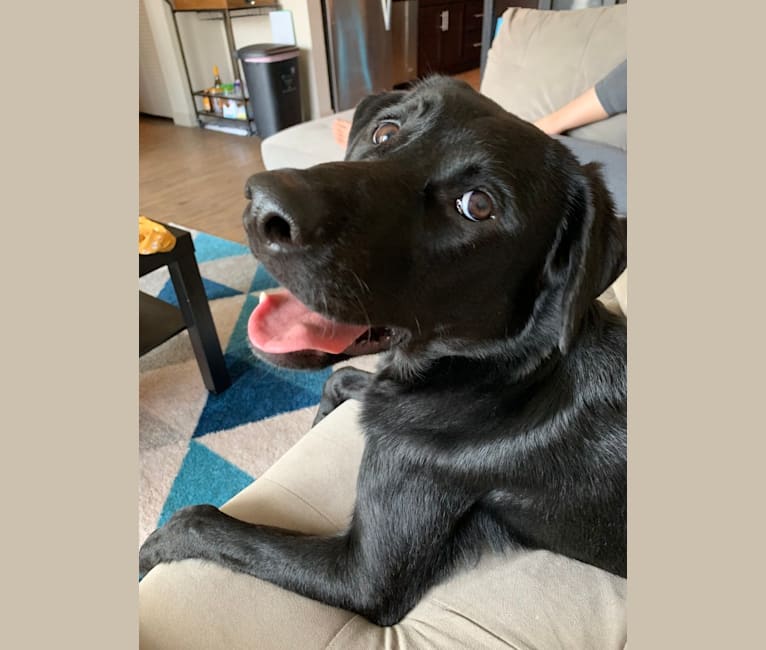 Bixby, a Labrador Retriever and Jindo mix tested with EmbarkVet.com