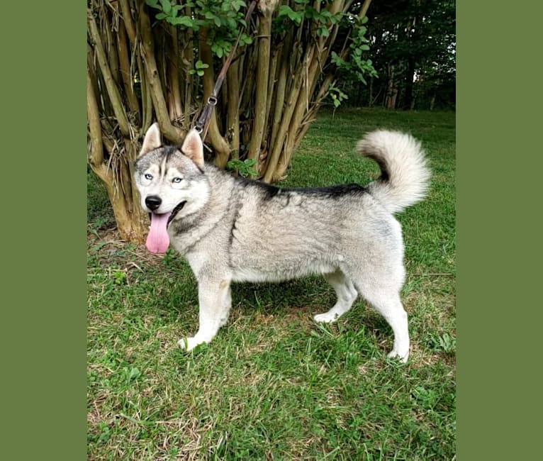 Kennon's Song Of Olympus, a Siberian Husky tested with EmbarkVet.com