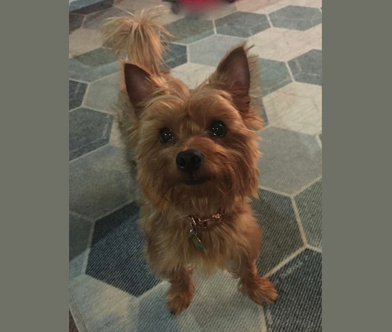 Photo of Charlie, a Yorkshire Terrier and Bichon Frise mix