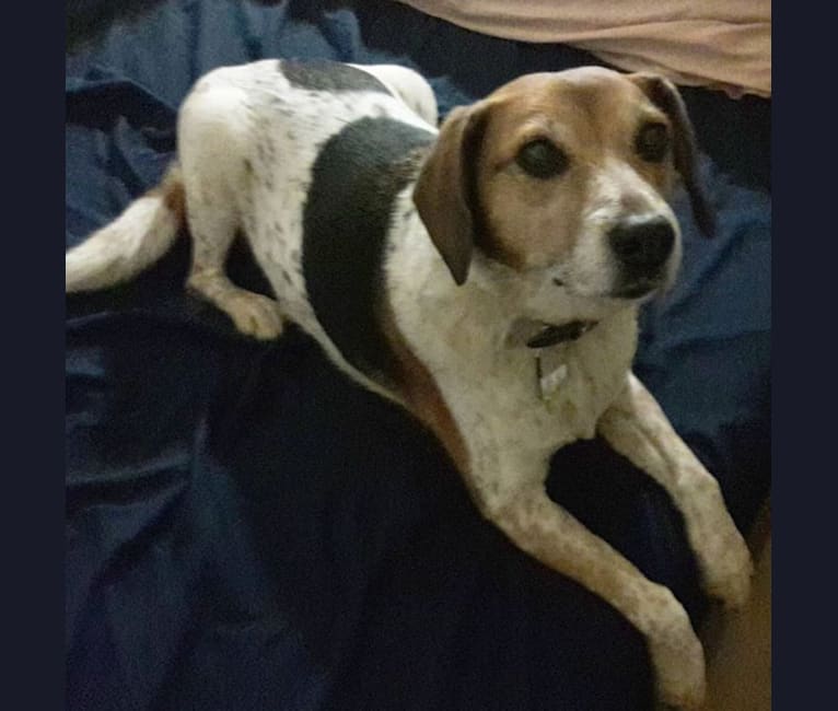 Wendy Darling, an Australian Cattle Dog and Beagle mix tested with EmbarkVet.com