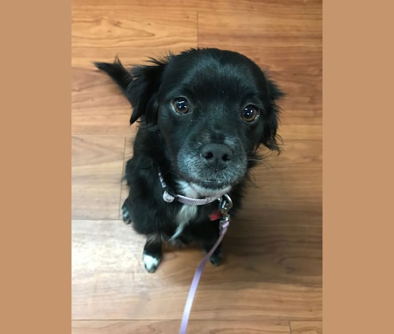Sadie, a Chihuahua and Lhasa Apso mix tested with EmbarkVet.com