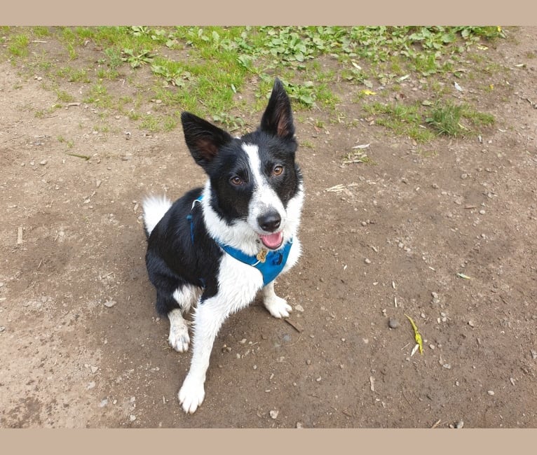 Jac, a Samoyed and Border Collie mix tested with EmbarkVet.com