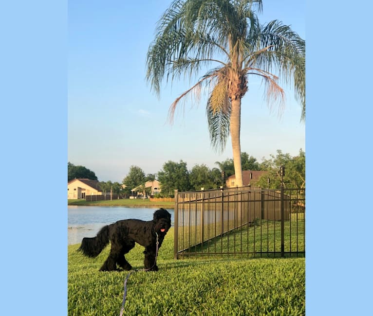 Leopold, a Newfypoo tested with EmbarkVet.com