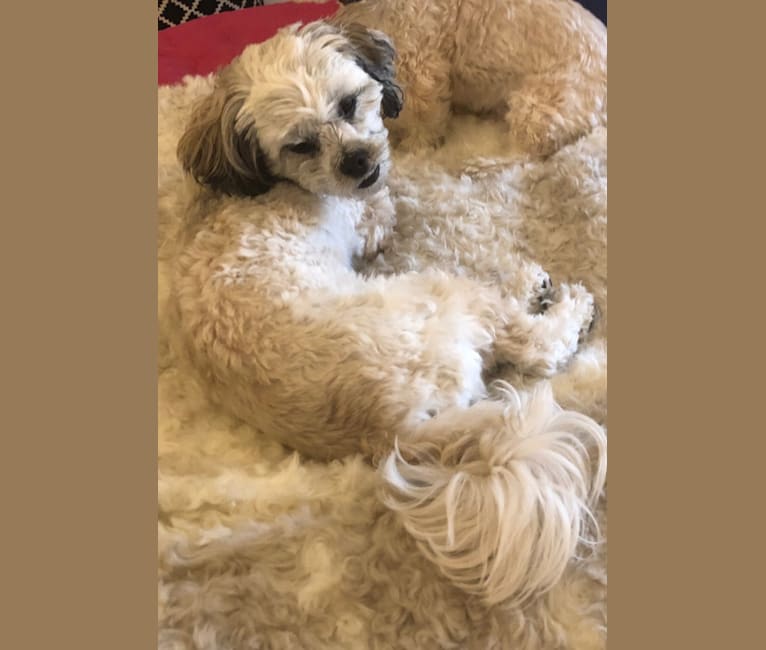 Frosty, a Shih Tzu and Poodle (Small) mix tested with EmbarkVet.com