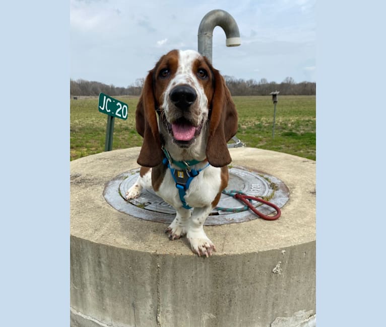 Photo of Fred, a Basset Hound  in Union, Mississippi, USA