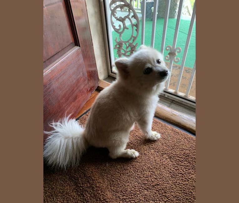 Rockwell, a Pomeranian and Australian Shepherd mix tested with EmbarkVet.com