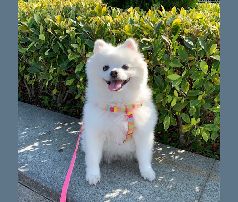 Maru, a Pomeranian and Pekingese mix tested with EmbarkVet.com