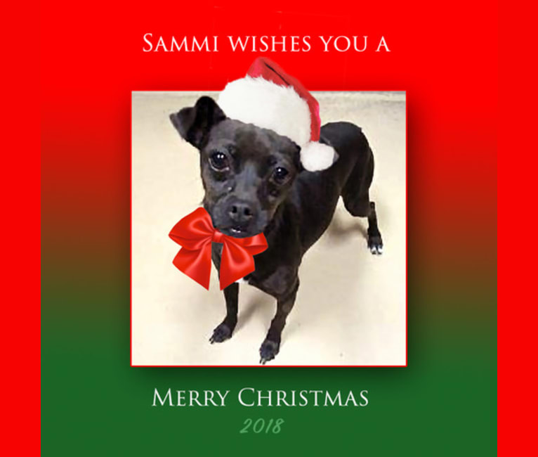 Sammi, a Chihuahua and Poodle (Small) mix tested with EmbarkVet.com