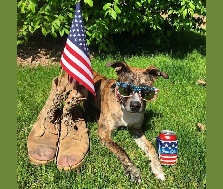Photo of Quinn, an American Pit Bull Terrier, Australian Cattle Dog, and Boxer mix in Hazard, Kentucky, USA