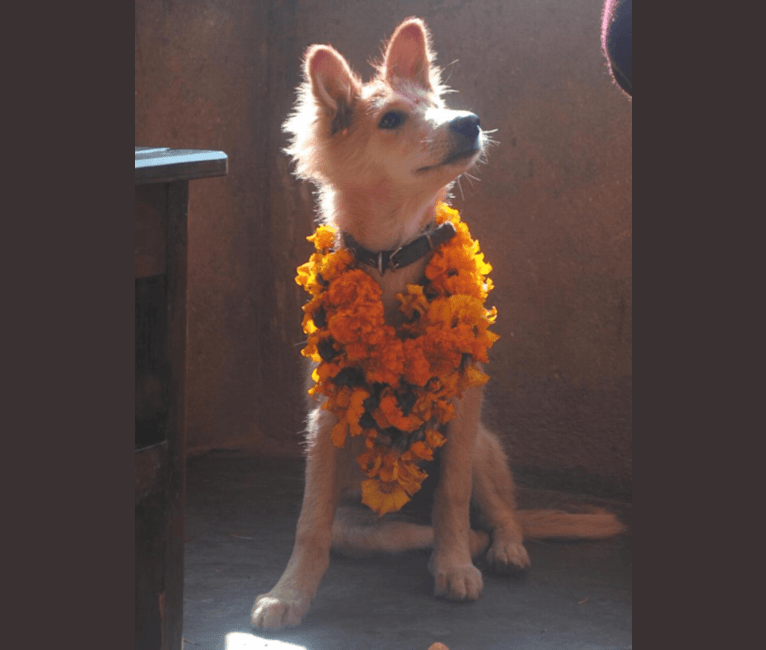 Aalu, a South Asian Village Dog tested with EmbarkVet.com