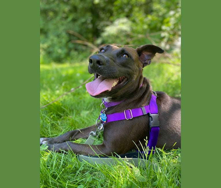 Jade, an American Pit Bull Terrier and Boxer mix tested with EmbarkVet.com