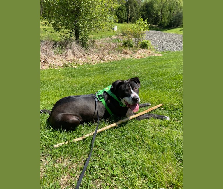 Marvin, an American Pit Bull Terrier and Cocker Spaniel mix tested with EmbarkVet.com