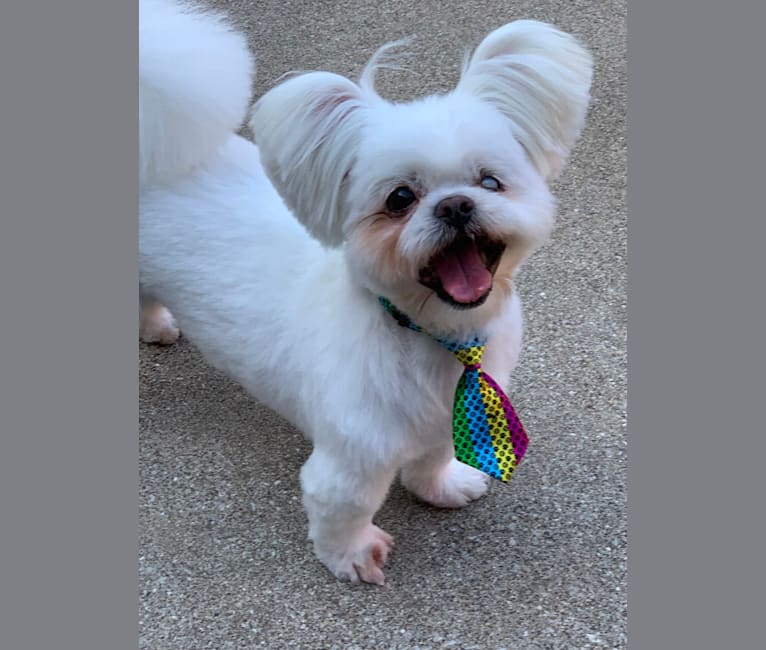 Mickey, a Pekingese and Japanese Chin mix tested with EmbarkVet.com