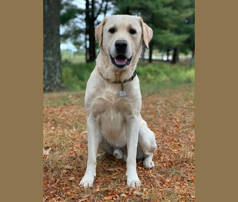 Embark Dog DNA Test Breed