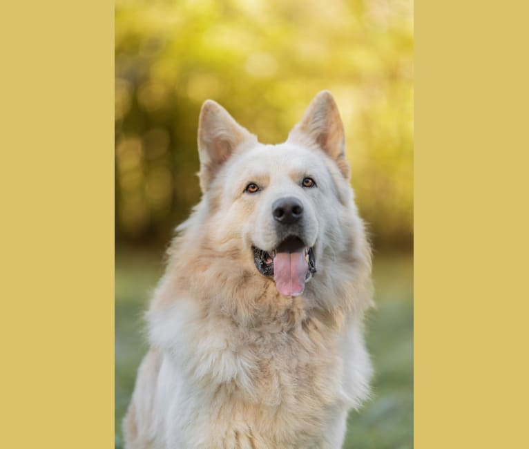 Raphaël, a German Shepherd Dog tested with EmbarkVet.com