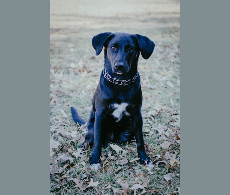 Photo of Kevin, a Labrador Retriever, Brittany, and Siberian Husky mix in Tennessee, USA